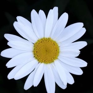 Meet your Posher, Martha